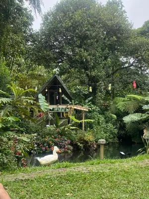 a duck in the water next to a play house at Tipi Cabécar in Heredia