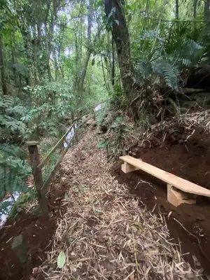 a trail in the woods with a wooden bridge at Tipi Cabécar in Heredia