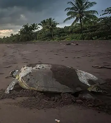 a turtle laying in the sand on a beach at Chilamate Room 2 in Tortuguero