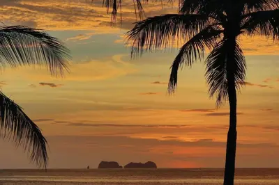 a palm tree on the beach at sunset at Pitaya Lodge in Potrero