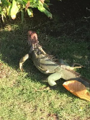 a lizard laying on the grass in the grass at Ola Bonita BeachFront Apart Hotel in Playa Hermosa