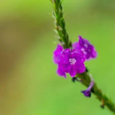 a purple flower is sitting on a green stem at viajero solitario in Buenos Aires