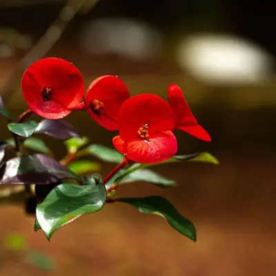 a group of red flowers on a tree branch at viajero solitario in Buenos Aires