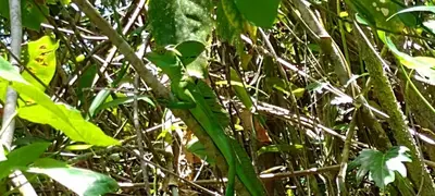a green plant is growing in the grass at Árbol de mayo in Jiménez