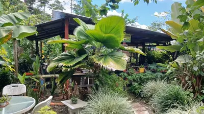 a garden with a table and a palm tree at Árbol de mayo in Jiménez