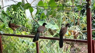 a group of birds sitting on top of a fence at Árbol de mayo in Jiménez