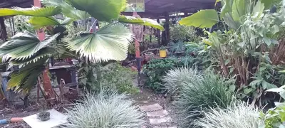 a garden with a bunch of plants at Árbol de mayo in Guápiles