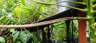 a close up of a branch of a plant at Árbol de mayo in Guápiles
