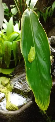 a small yellow frog sitting on a green leaf at Árbol de mayo in Guápiles