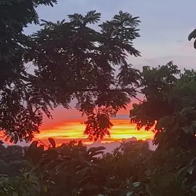 Jungle paradise