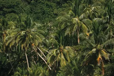 a group of palm trees in a forest at Villa Alba 4ensuite rooms ocean view Malpais in Mal País