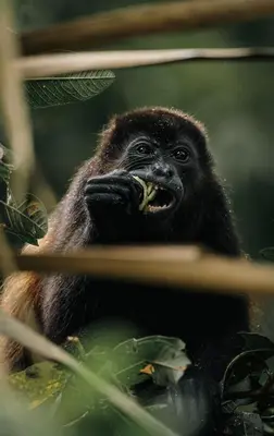 a gorilla sitting in a tree with its mouth open at Villa Alba 4ensuite rooms ocean view Malpais in Mal País