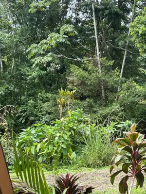 a garden with plants and trees in the background at IkI Tiny Villa in Fortuna
