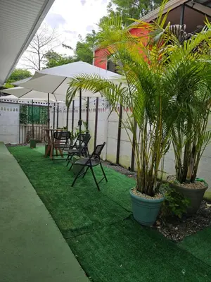 a patio with chairs and umbrellas and palm trees at Monkey House in Tortuguero