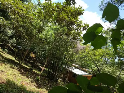 a house in the middle of a forest of trees at Villas Gecko in San Juanillo