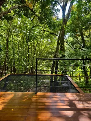 a wooden boardwalk in the middle of a forest at Deer Houses Cabuya in Cabuya