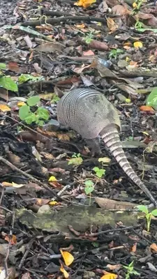 a snake figurine in the middle of the ground at Deer Houses Cabuya in Cabuya