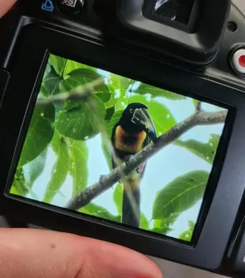 a small bird sitting on a tree branch at Casa Lupa in San Rafael