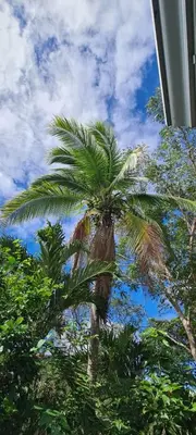a palm tree in front of a cloudy sky at Casa Lupa in San Rafael