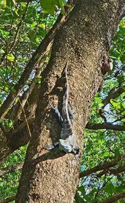 a bird entangled in a plastic bag on a tree at Casa Lupa in San Rafael