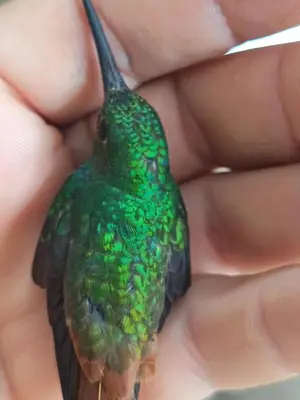 a green bird is held in a persons hand at Villa Granja Agua Azul-wi-fi-AC-6 Personas-parqueo in Agua Azul