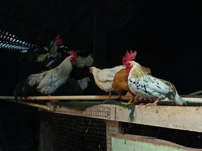 a group of chickens standing on top of a fence at Apartment-Pura Vida-Wi-Fi-TV-WC-AC-Parqueo in Fortuna