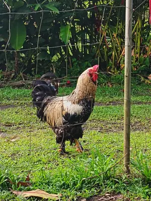 a chicken standing in the grass near a fence at Apartment-Pura Vida-Wi-Fi-TV-WC-AC-Parqueo in Fortuna