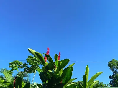 a tree with red flowers against a blue sky at Apartment-Pura Vida-Wi-Fi-TV-WC-AC-Parqueo in Fortuna