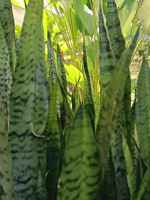 a group of green plants with green leaves at Apartment-Pura Vida-Wi-Fi-TV-WC-AC-Parqueo in Fortuna