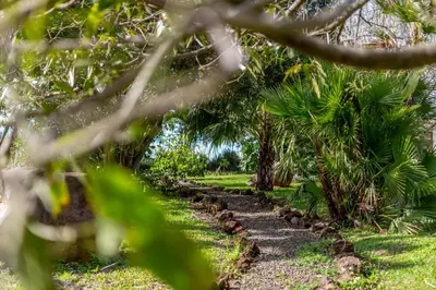 a path through a plantation of palm trees at Villa Margarita in Alajuela City