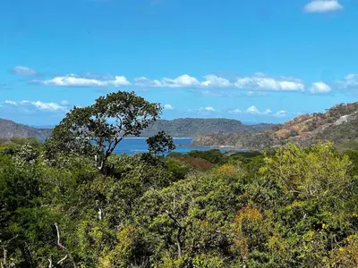 a tree in the middle of a field of trees at Casa del Artista 4bed,4 bath Ocean view home in Playa Hermosa