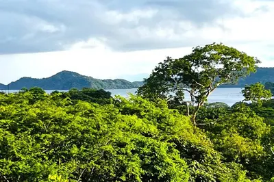 a tree in the middle of a bunch of trees at Casa del Artista 4bed,4 bath Ocean view home in Playa Hermosa