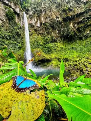 a butterfly sitting on a plant in front of a waterfall at Cabañas La Hermosa #1 in Guápiles