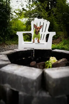 a small dog sitting on a white chair at Cedro lodge in Fraijanes