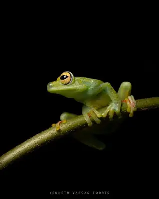 a frog sitting on a tree branch at The Zion Suite Tortuguero in Tortuguero