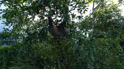 a sloth hanging from the top of a tree at Casa Amanecer Familiar Hotel Ecopaisajes in Río Cuarto