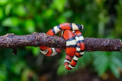 a red and white snake on a tree branch at Casa Amanecer Familiar Hotel Ecopaisajes in Río Cuarto