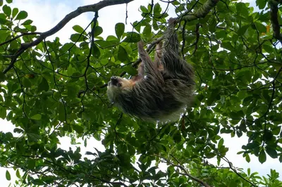 a sloth hanging from a branch of a tree at Casa Amanecer Familiar Hotel Ecopaisajes in Río Cuarto