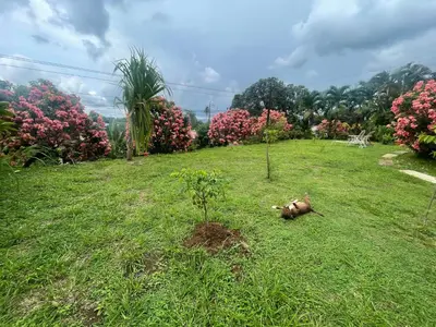 a dog laying in the grass in a field at Hotel Tierra De Volcanes in Fortuna