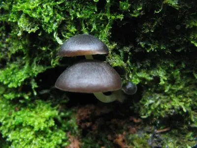 two mushrooms sitting on top of some moss at Santuario Ecologico Monteverde in Monteverde Costa Rica