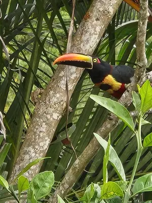 a toucan perched on top of a tree at Chirripó Oasis in Canaán