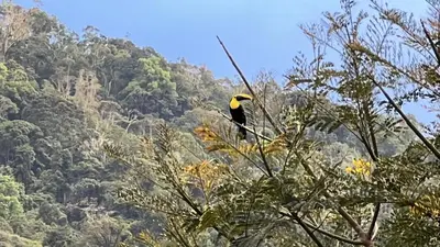 a bird perched on the top of a tree at Chirripó Oasis in Canaán