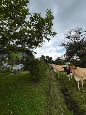 two cows standing in a field next to a fence at Paraíso privado Arenal Dragonfly in Fortuna