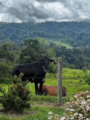 a black cow standing next to a pole in a field at Paraíso privado Arenal Dragonfly in Fortuna