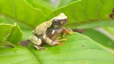 a frog sitting on top of a green leaf at Paraíso privado Arenal Dragonfly in Fortuna
