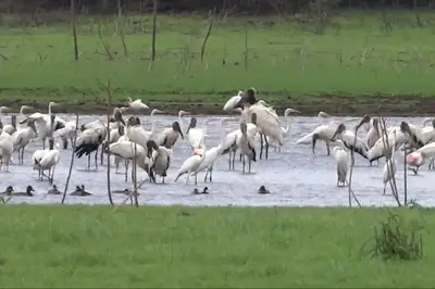a flock of birds standing in the water at CañoNegro CasaBlanca in Caño Negro