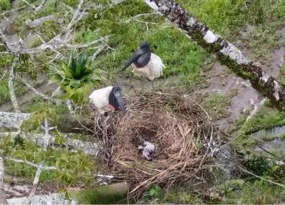 a couple of birds standing in a nest at CañoNegro CasaBlanca in Caño Negro