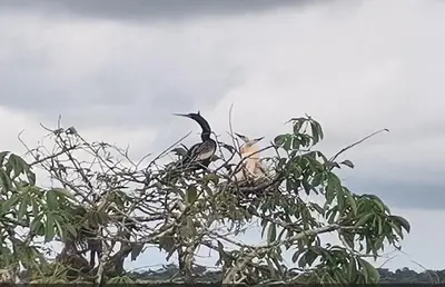two birds sitting on top of a tree at CañoNegro CasaBlanca in Caño Negro