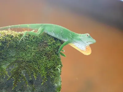 a lizard is sitting on top of a plant at Villas Santa Maria - Private Bay Lake Arenal in Nuevo Arenal