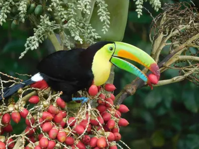a toucan perched on a branch of a tree at Villas Santa Maria - Private Bay Lake Arenal in Nuevo Arenal